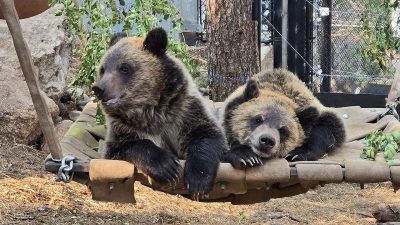 Two young grizzly bear cubs rest side by side on a canvas hammock in a wooded outdoor habitat.