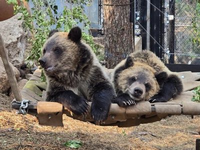 Two young grizzly bear cubs rest side by side on a canvas hammock in a wooded outdoor habitat.