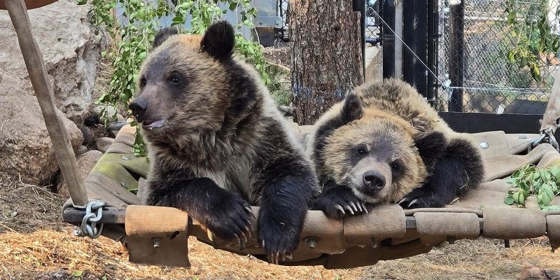Two young grizzly bear cubs rest side by side on a canvas hammock in a wooded outdoor habitat.