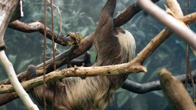 A Hoffmann's two-toed sloth hangs upside down from a branch in a planted indoor rainforest habitat.
