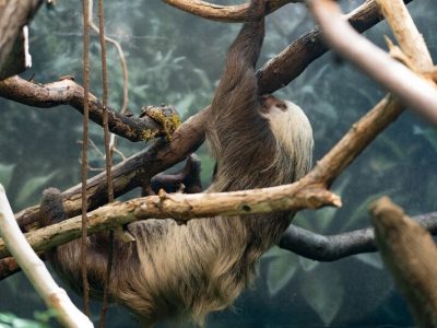 A Hoffmann's two-toed sloth hangs upside down from a branch in a planted indoor rainforest habitat.