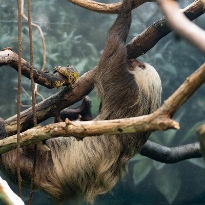 A Hoffmann's two-toed sloth hangs upside down from a branch in a planted indoor rainforest habitat.