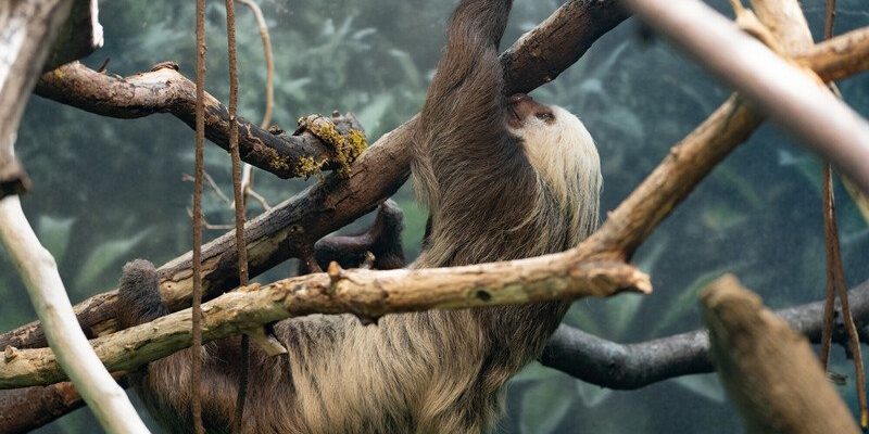 A Hoffmann's two-toed sloth hangs upside down from a branch in a planted indoor rainforest habitat.
