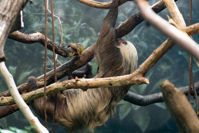 A Hoffmann's two-toed sloth hangs upside down from a branch in a planted indoor rainforest habitat.