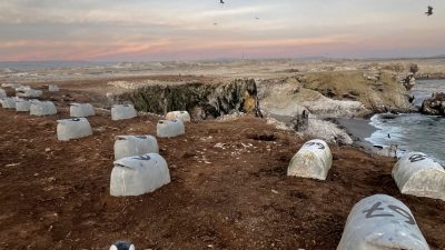 Dozens of numbered white artificial penguin nest domes set into red earth on a Peruvian headland above the sea at dusk, with a penguin decoy in the foreground.