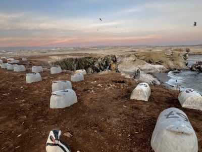 Dozens of numbered white artificial penguin nest domes set into red earth on a Peruvian headland above the sea at dusk, with a penguin decoy in the foreground.