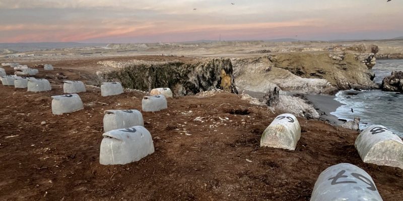 Dozens of numbered white artificial penguin nest domes set into red earth on a Peruvian headland above the sea at dusk, with a penguin decoy in the foreground.