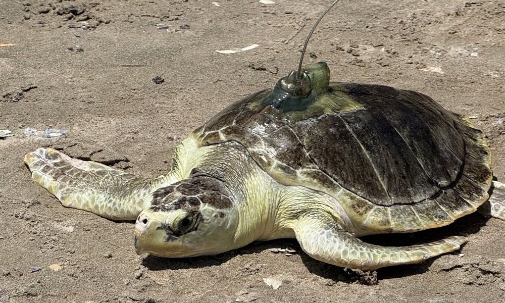 A Kemp's ridley sea turtle rests on wet sand with a small transmitter mounted on its shell, facing the water.