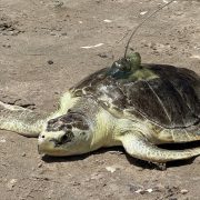 A Kemp's ridley sea turtle rests on wet sand with a small transmitter mounted on its shell, facing the water.