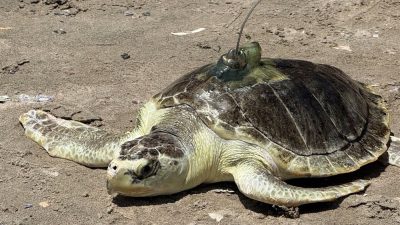 A Kemp's ridley sea turtle rests on wet sand with a small transmitter mounted on its shell, facing the water.