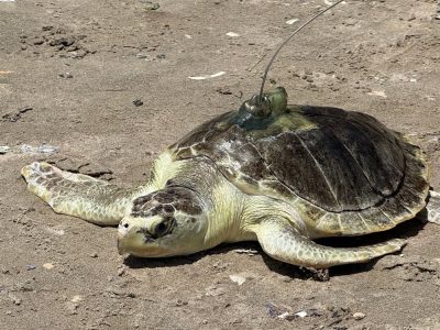 A Kemp's ridley sea turtle rests on wet sand with a small transmitter mounted on its shell, facing the water.