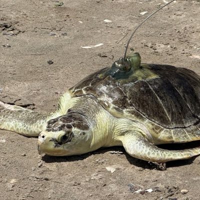 A Kemp's ridley sea turtle rests on wet sand with a small transmitter mounted on its shell, facing the water.
