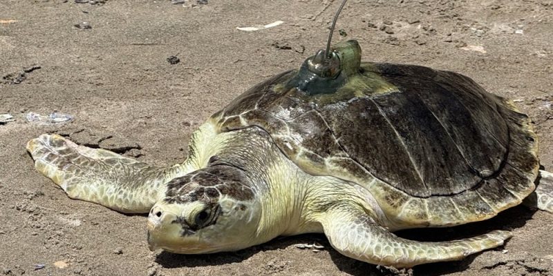 A Kemp's ridley sea turtle rests on wet sand with a small transmitter mounted on its shell, facing the water.