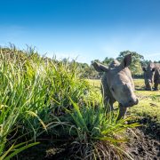 A young white rhino calf walks beside tall grass in a grassy field with an adult rhino grazing behind her.