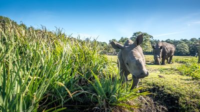 A young white rhino calf walks beside tall grass in a grassy field with an adult rhino grazing behind her.