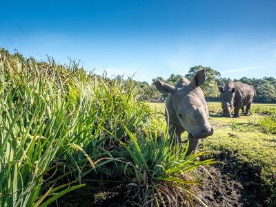 A young white rhino calf walks beside tall grass in a grassy field with an adult rhino grazing behind her.