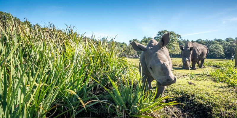A young white rhino calf walks beside tall grass in a grassy field with an adult rhino grazing behind her.