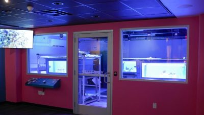 A darkened exhibit room with magenta walls and two large windows looking into a blue-lit laboratory holding coral tanks.