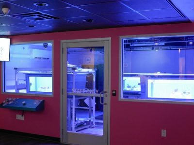 A darkened exhibit room with magenta walls and two large windows looking into a blue-lit laboratory holding coral tanks.