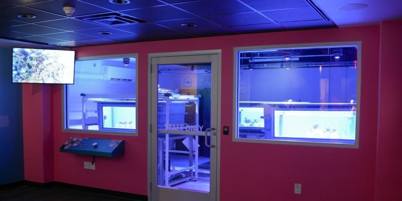 A darkened exhibit room with magenta walls and two large windows looking into a blue-lit laboratory holding coral tanks.