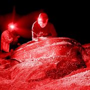 Two researchers in red headlamp light work beside a large nesting leatherback sea turtle on a dark beach.