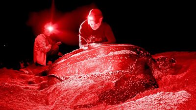 Two researchers in red headlamp light work beside a large nesting leatherback sea turtle on a dark beach.