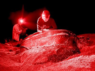 Two researchers in red headlamp light work beside a large nesting leatherback sea turtle on a dark beach.