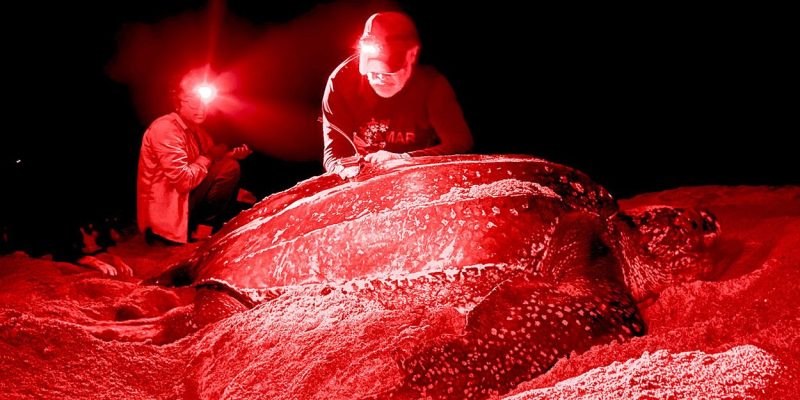 Two researchers in red headlamp light work beside a large nesting leatherback sea turtle on a dark beach.