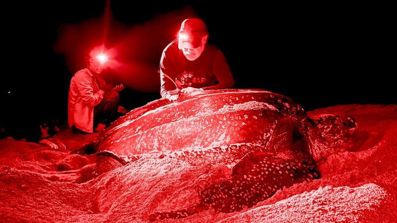 Two researchers in red headlamp light work beside a large nesting leatherback sea turtle on a dark beach.