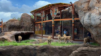 Five lions stand on grass and rock in a savanna habitat in front of a glass-walled viewing pavilion where guests watch from inside.