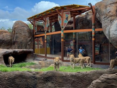 Five lions stand on grass and rock in a savanna habitat in front of a glass-walled viewing pavilion where guests watch from inside.