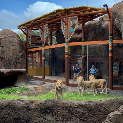 Five lions stand on grass and rock in a savanna habitat in front of a glass-walled viewing pavilion where guests watch from inside.
