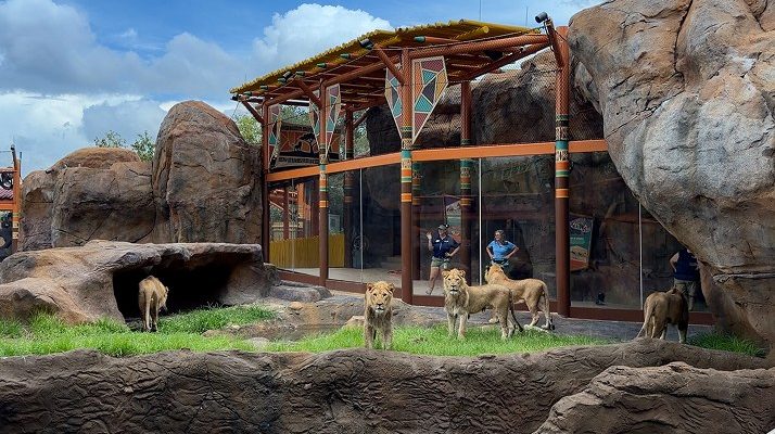 Five lions stand on grass and rock in a savanna habitat in front of a glass-walled viewing pavilion where guests watch from inside.