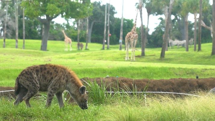 A spotted hyena grazes head-down through tall grass with giraffes visible on open savanna in the background.