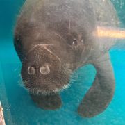 A manatee hovers just under the surface of clear turquoise water, whiskered snout turned toward the camera.