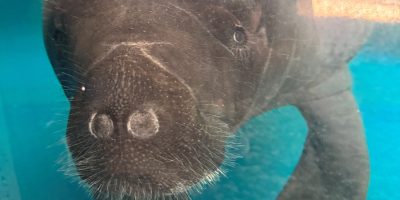 A manatee hovers just under the surface of clear turquoise water, whiskered snout turned toward the camera.