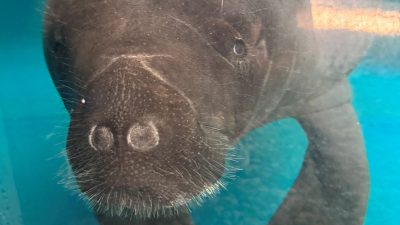 A manatee hovers just under the surface of clear turquoise water, whiskered snout turned toward the camera.