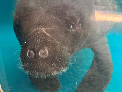 A manatee hovers just under the surface of clear turquoise water, whiskered snout turned toward the camera.