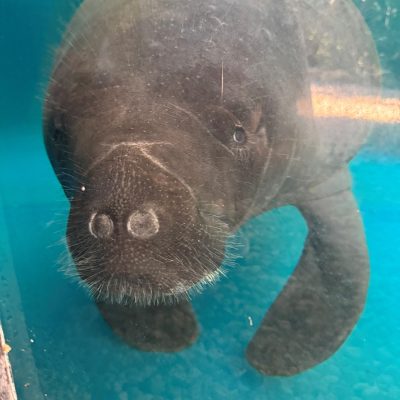 A manatee hovers just under the surface of clear turquoise water, whiskered snout turned toward the camera.