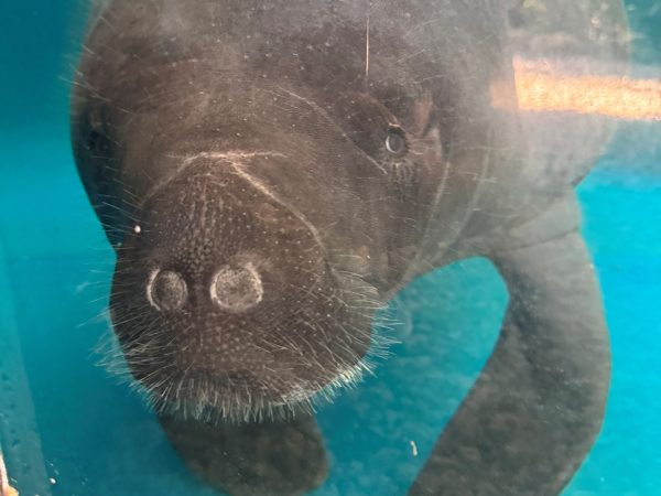 A manatee hovers just under the surface of clear turquoise water, whiskered snout turned toward the camera.