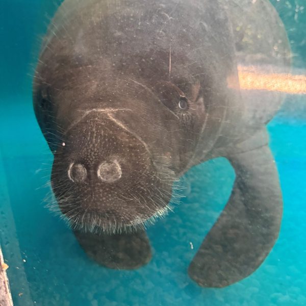 A manatee hovers just under the surface of clear turquoise water, whiskered snout turned toward the camera.