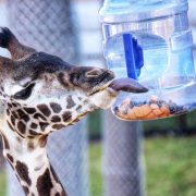 A Masai giraffe reaches its head toward a clear feeder container held against a fence.
