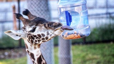 A Masai giraffe reaches its head toward a clear feeder container held against a fence.