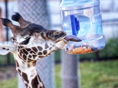 A Masai giraffe reaches its head toward a clear feeder container held against a fence.