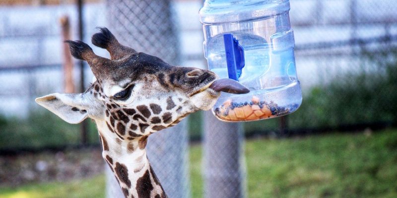 A Masai giraffe reaches its head toward a clear feeder container held against a fence.