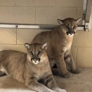 Two young mountain lion cubs sit close together on a concrete floor inside a holding area, looking toward the camera.