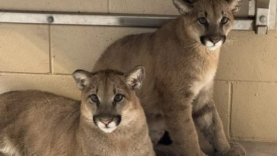 Two young mountain lion cubs sit close together on a concrete floor inside a holding area, looking toward the camera.