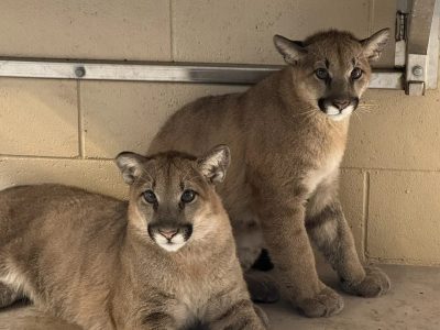 Two young mountain lion cubs sit close together on a concrete floor inside a holding area, looking toward the camera.