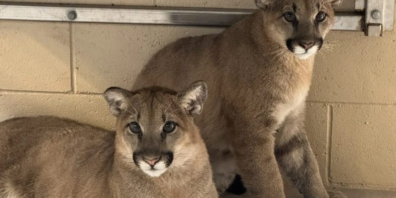 Two young mountain lion cubs sit close together on a concrete floor inside a holding area, looking toward the camera.