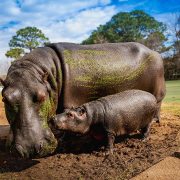 A Nile hippo calf stands in mud beside its much larger mother, whose back is streaked with green algae.